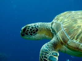 IMG 4158 Green Sea Turtle